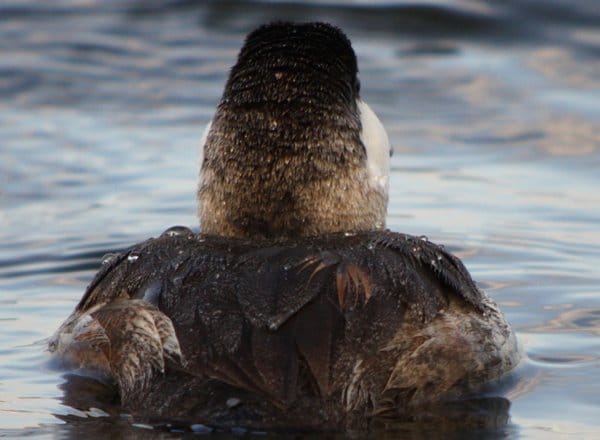 Specieswatch: 10 to 15 ruddy ducks left in UK after Europe-wide cull, Birds