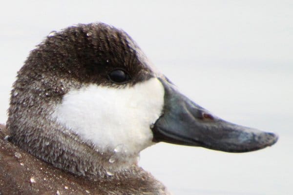 Male Ruddy Ducks Oxyura jamaicensis in Basic Plumage - 10,000 Birds