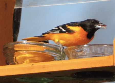 Birds Are Real! The Baltimore Orioles Are Soaring. - WSJ