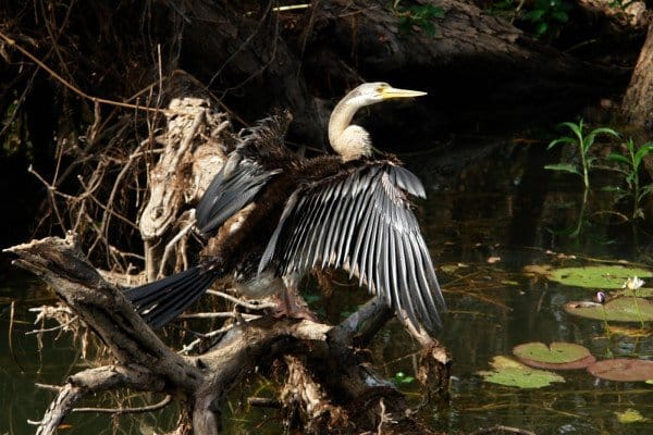 Australasian Darter