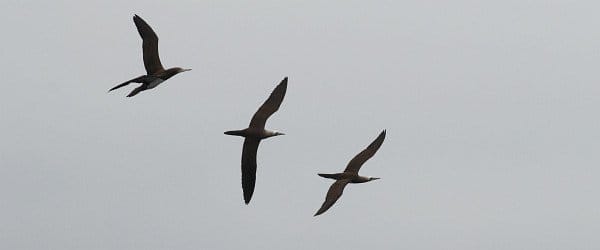 Brown Boobies, Sula leucogaster