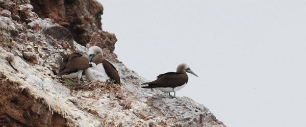 Brown Boobies with chick