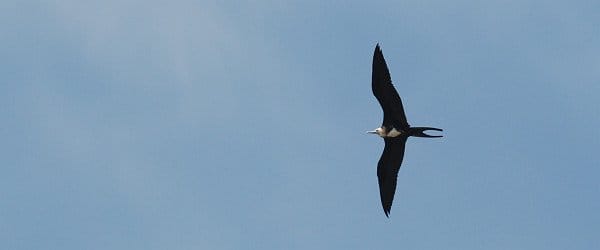 Magnificent Frigatebird