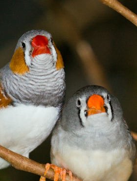 Zebra Finches (photo from Wikpedia)