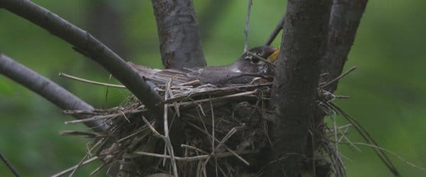 Found baby blue jay on sidewalk. : r/WildlifeRehab