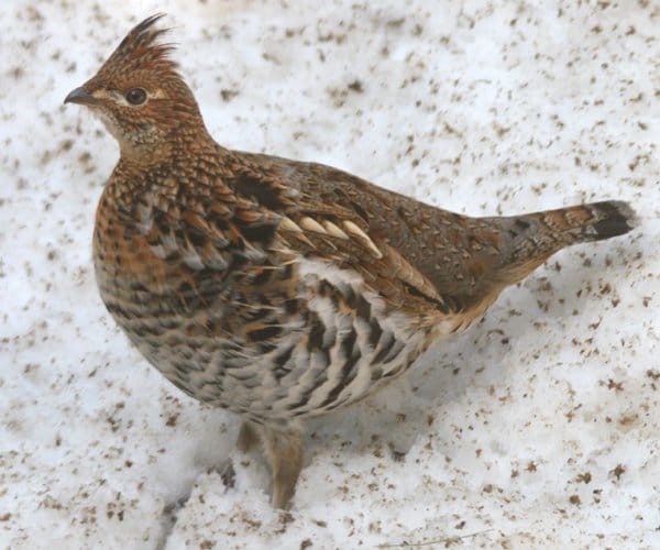 Ruffed Grouse Bonasa umbellus 10000 Birds