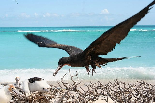 http://10000birds.com/wp-content/uploads/2011/04/male-landing.jpg