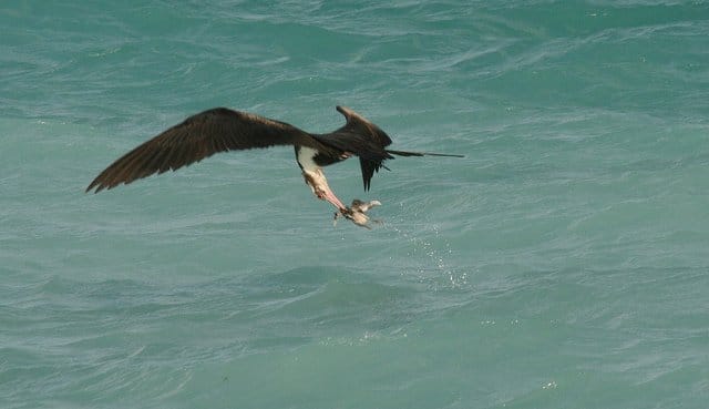 MAGNIFICENT FRIGATEBIRDS aka MAN-O-WAR BIRDS