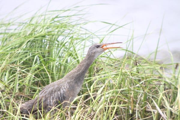 Clapper Rail by Corey Finger