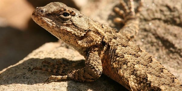 Lizards of New York City – 10,000 Birds