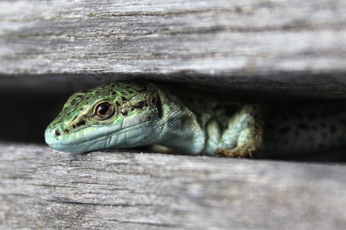 Fence Lizard Guide - New York Natural Heritage Program