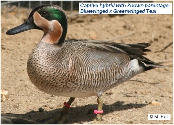 Image result for green winged teal x blue wing teal hybrid