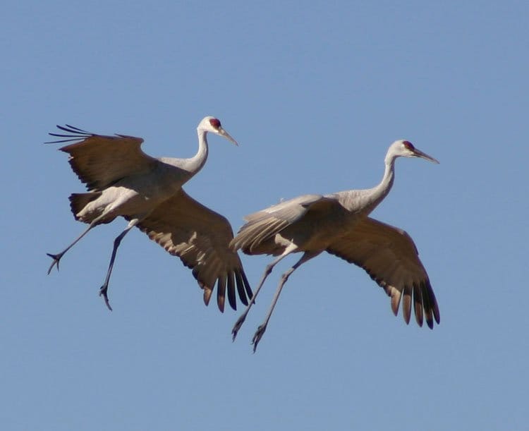 Come see sandhill cranes in the wild at DWR events this fall