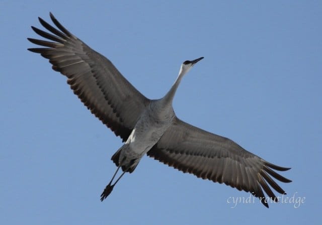 Come see sandhill cranes in the wild at DWR events this fall