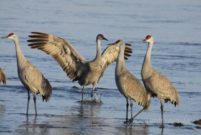 Come see sandhill cranes in the wild at DWR events this fall