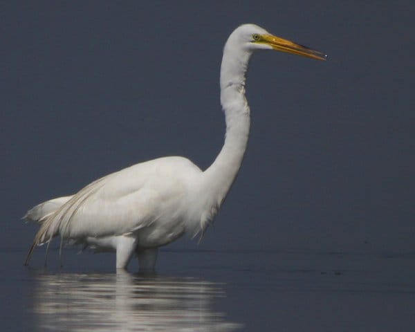 Great Egret - Splash