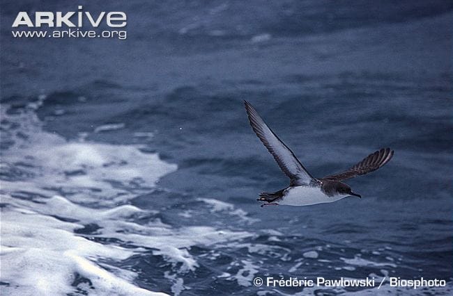 ARKive photo - Yelkouan shearwater flying over surface of water