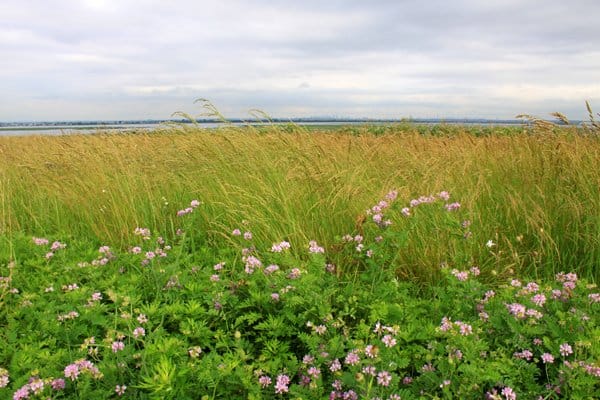 bobolink habitat