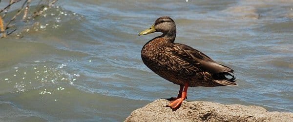 Mexican Duck-Mallard intergrade