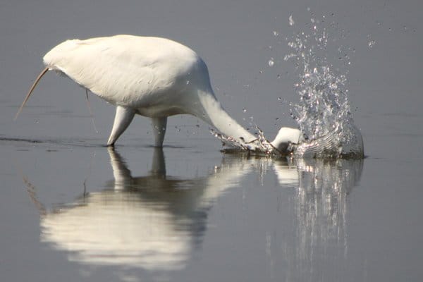 Great Egret - Splash