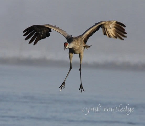 The Sandhill Crane's Comeback