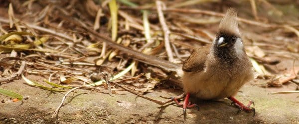 Speckled Mousebird, Colius striatus