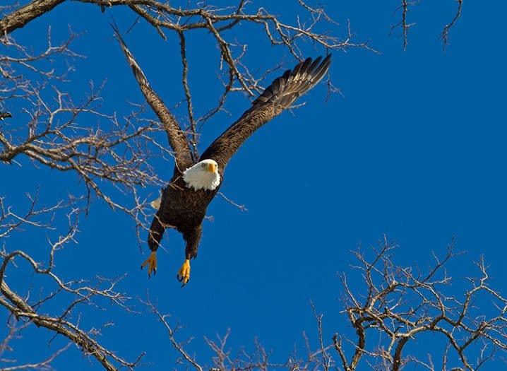 13 Things Every American Should Know About Bald Eagles - The Dodo