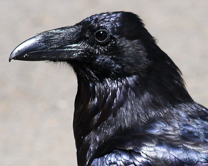 Common Raven - Poe - World Bird Sanctuary