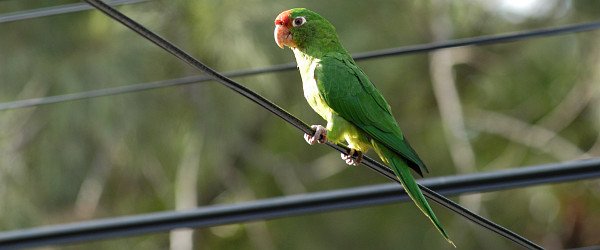 Crimson-fronted Parakeet, Aratinga finschi