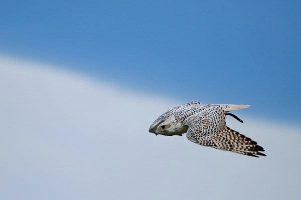 Hybrid Falcon - Picture of The International Centre for Birds of