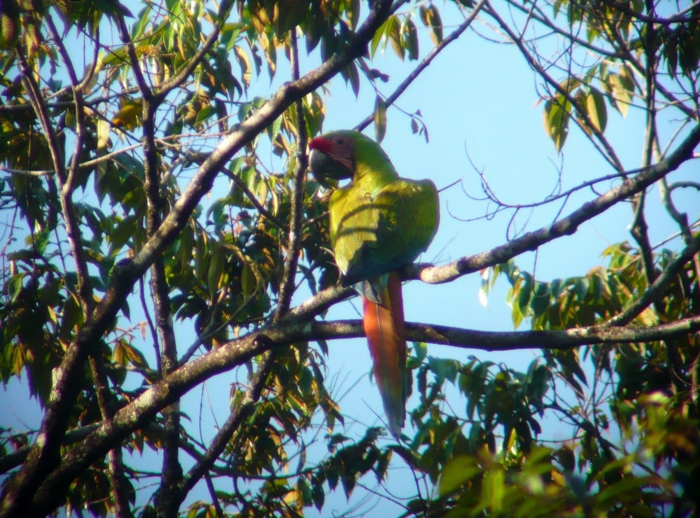  - Great-Green-Macaw-4