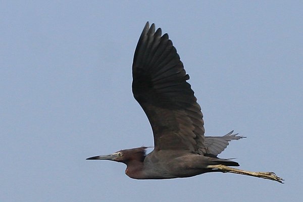 http://10000birds.com/little-blue-herons-in-flight.htm
