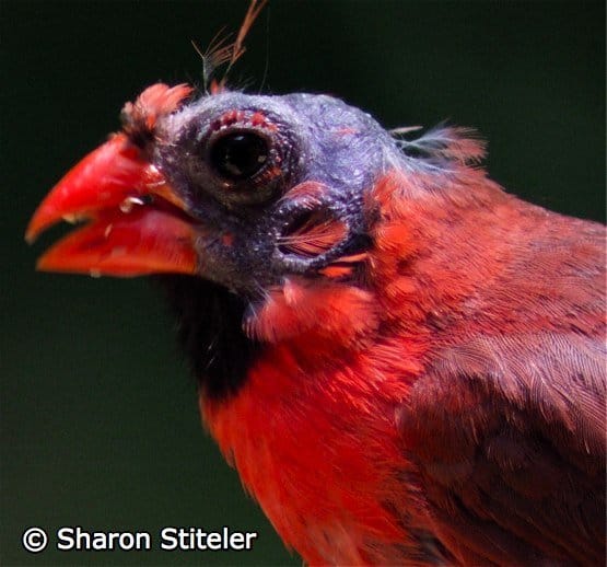 Are There Blue Cardinals? - The Feathered Bird