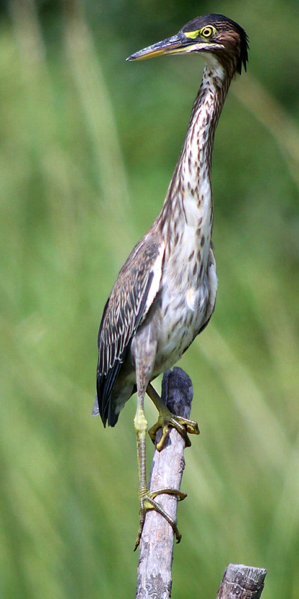 Green Herons and their Groovy Necks - 10,000 Birds