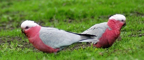 Galahs (Eolophus roseicapilla)