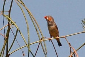 Zebra Finch, Taeniopygia guttata