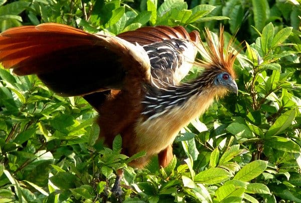 Hoatzin (Opisthocomus hoazin)