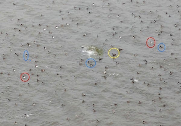 Duck Migration On The Upper Mississippi River - 10,000 Birds