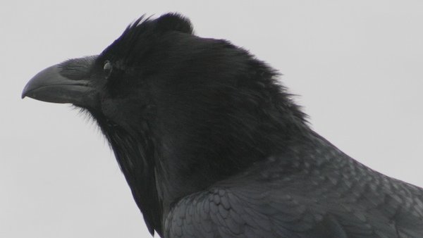 Raven in profile