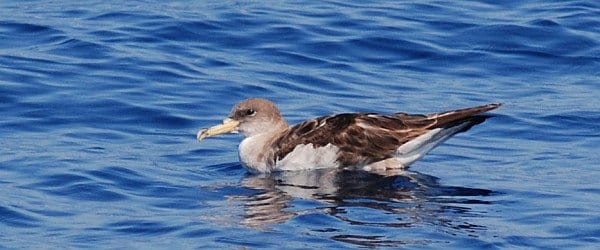 Cory's Shearwater, Calonectris diomedea