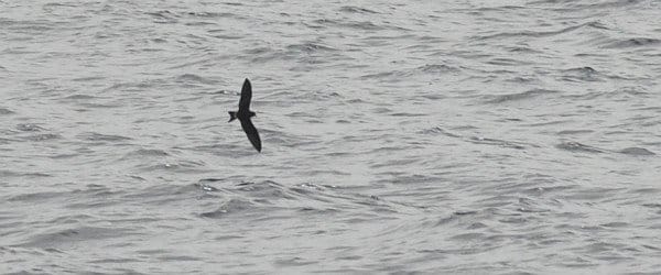 Leach's Storm-Petrel, Oceanodroma leucorhoa