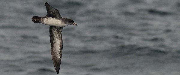 Pink-footed Shearwater, Puffinus creatopus