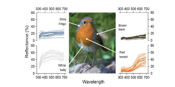 Robin Red Breast Bird Facts