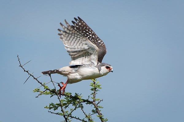 Your Best Birds of the Year for 2011 – 10,000 Birds