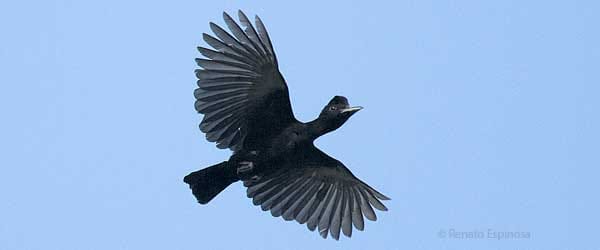 umbrella bird flying