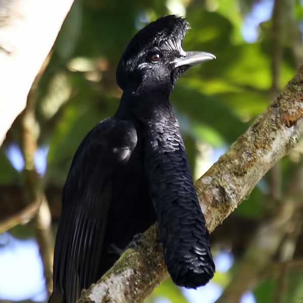 Picture of Umbrellabird , Pictures of Umbrellabird , Umbrellabird hd wallpaper, Grey Umbrellabird pictures