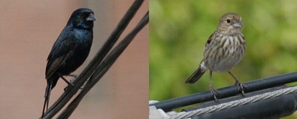 Blue-black Grassquits by David J. Ringer