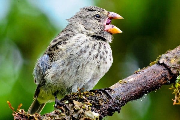 Ground-finch by Donna Lynn Schulman