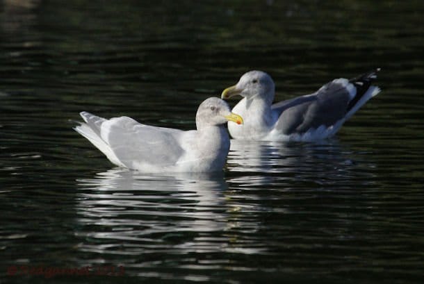 Glaucous-winged Gull