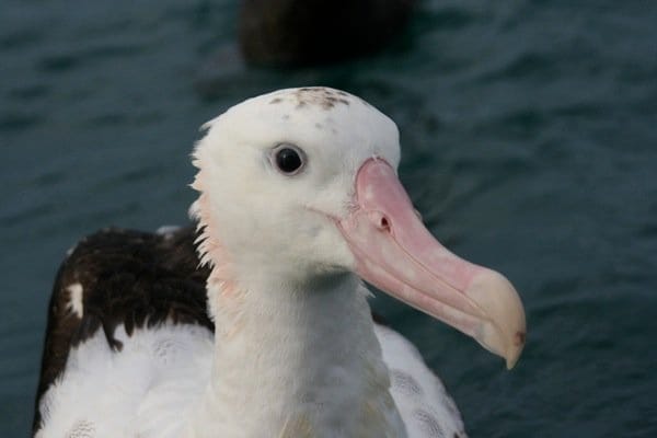 Antipodean albatross